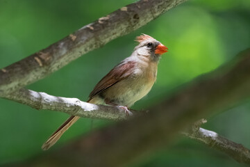 Female Northern Cardinal