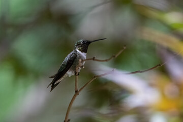 Obraz premium Male Ruby-throated Hummingbird