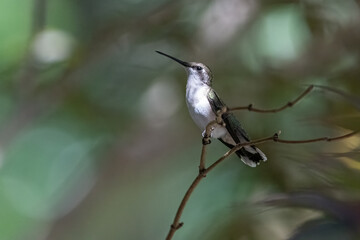 Ruby-throated Hummingbird