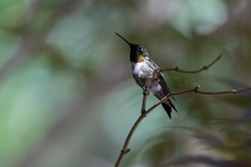 Male Ruby-throated Hummingbird