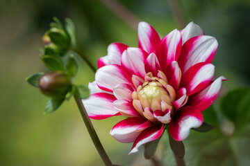 Pink and White Dahlia