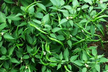 fresh organic green chili pepper or chillie pepper on plant in garden ready for harvesting