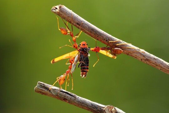 Red Ants Fighting Over Dead Insects