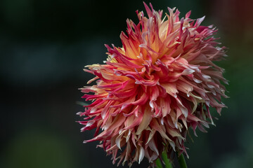 Colorful Cactus Dinnerplate Dahlia