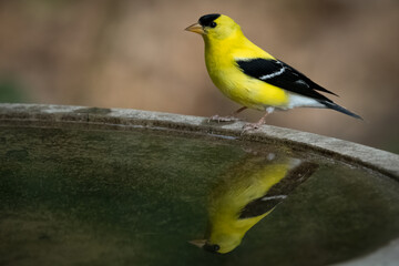 Naklejka premium Male Goldfinch Birth Bath Reflection