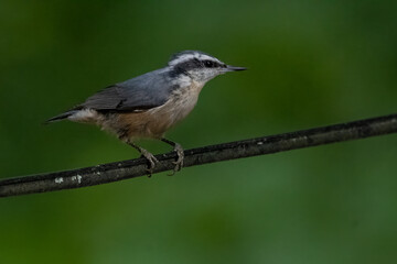 Red-Breasted Nuthatch