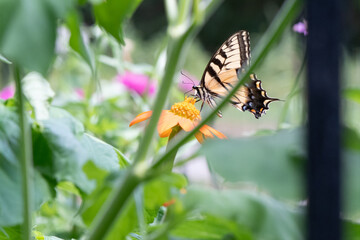 Tiger Swallowtail Butterfly on Mexican Sunflower