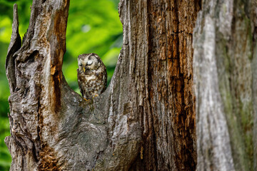 Sleeping owl. Boreal owl, Aegolius funereus, perched on rotten oak stump. Typical small owl with big yellow eyes. Tengmalm's owl in wild nature. Green forest. Nocturnal bird of prey in habitat.