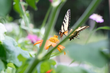 Tiger Swallowtail Butterfly on Mexican Sunflower