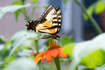 Tiger Swallowtail Butterfly on Mexican Sunflower