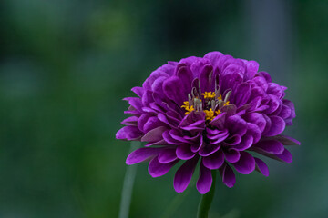 Purple Zinnia