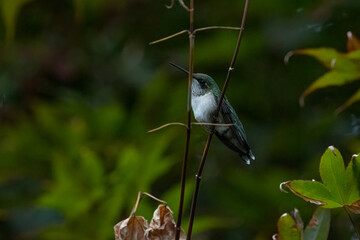 juvenile Ruby-throated Hummingbird