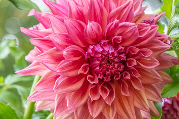 'Belle of Barmera' Dahlia