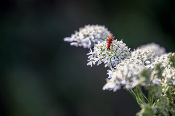 Rhagonycha fulva or red soldiers beetles on common hogweed in summer