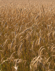 Cereal field on a sunny summer day. Wheat field.