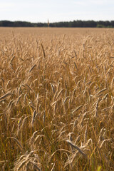 Cereal field on a sunny summer day. Wheat field.