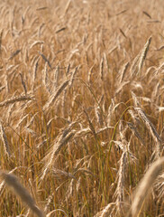 Cereal field on a sunny summer day. Wheat field.