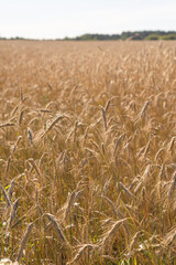 Cereal field on a sunny summer day. Wheat field.