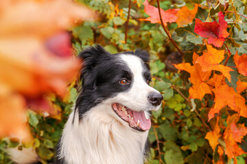 Funny smiling puppy dog border collie sitting on fall colorful foliage background in park outdoor. Dog on walking in autumn day. Hello Autumn cold weather concept