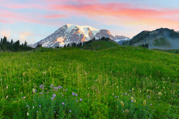 Beautiful sunrise over Mt rainier with green meadow in foreground in Mt Rainier National Park, Washington, USA.