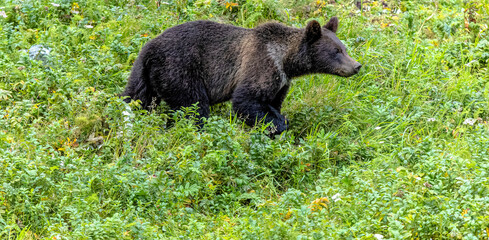 Alert Yearling Grizzly Cub