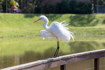 Photograph of a Great egret, found in Canoas, Rio Grande do Sul, Brazil.