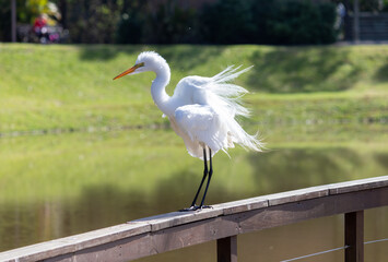 Photograph of a Great egret, found in Canoas, Rio Grande do Sul, Brazil.