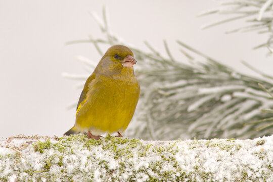 Dzwoniec (Chloris chloris)