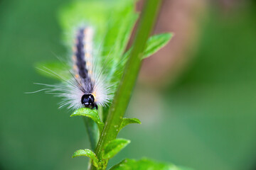 Hairy caterpillar. These cute caterpillars love and eat leaves, but they are also quite harmful to agriculture.