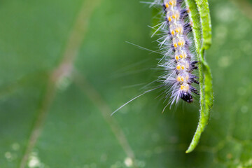 Hairy caterpillar. These cute caterpillars love and eat leaves, but they are also quite harmful to agriculture.