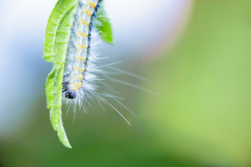 Hairy caterpillar. These cute caterpillars love and eat leaves, but they are also quite harmful to agriculture.