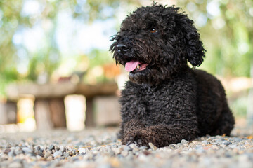perro de agua andaluz