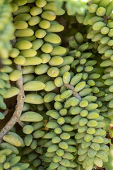 succulent plant