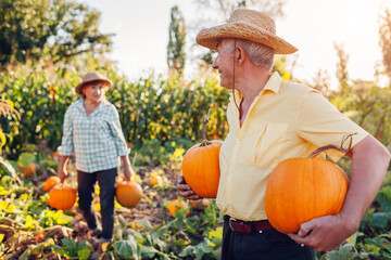 Family couple of senior farmers pick pumpkins in autumn field at sunset. Workers harvest vegetables...