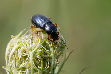 Pseudoophonus rufipes - Harpalus rufipes - Ophonus rufipes - Ground beetle - Carabe - Ophone à pattes rousses