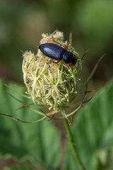 Pseudoophonus rufipes - Harpalus rufipes - Ophonus rufipes - Ground beetle - Carabe - Ophone à pattes rousses