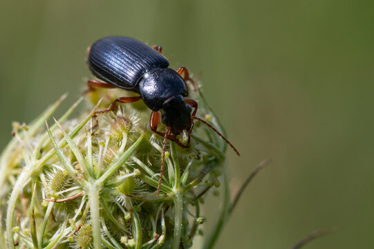 Pseudoophonus rufipes - Harpalus rufipes - Ophonus rufipes - Ground beetle - Carabe - Ophone &agrave; pattes rousses