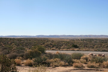 vegetations in a desert