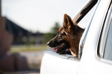Dog traveling behind the car. (German Shepherd)