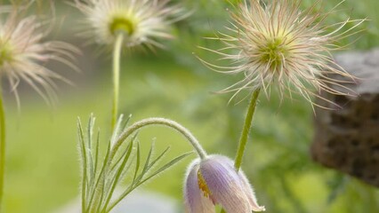 The leaves and the budding flower of the plant in the garden in Estonia