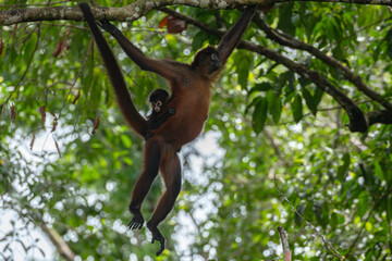 Spider monkey with baby in Matapalo on the osa peninsula of costa rica