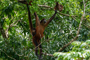 Spider monkey mother with baby close to corcovado national park on the osa peninsula of costa rica