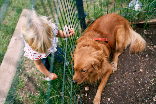 Little girl in front of a fenced enclosure with a big dog. Top view. High quality photo