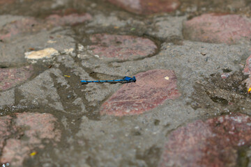 Flat argia of blue color on paved floor