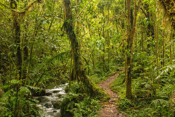Fototapeta na wymiar Cloud forest of costa rica close to quetzal national park