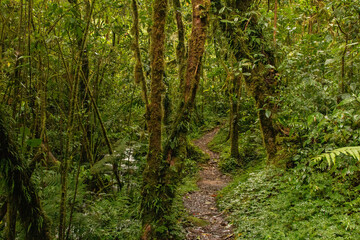 Fototapeta na wymiar Cloud forest of costa rica close to quetzal national park