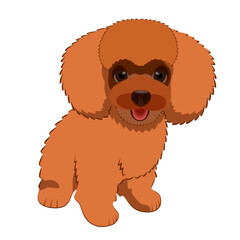 Cute puppy dog poodle breed. Vector illustration