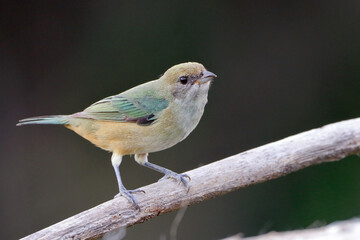 Burnished-buff Tanager (Stilpnia cayana) female, perched isolated on a branch