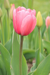 tulip