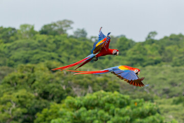 Wildlife of Corcovado in Costa Rica: two colourful scarlet macaws flying by in fron of green background - obrazy, fototapety, plakaty